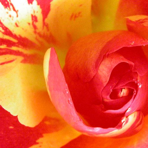 Rosa Citrus Splash™ - oranje - floribunda roos